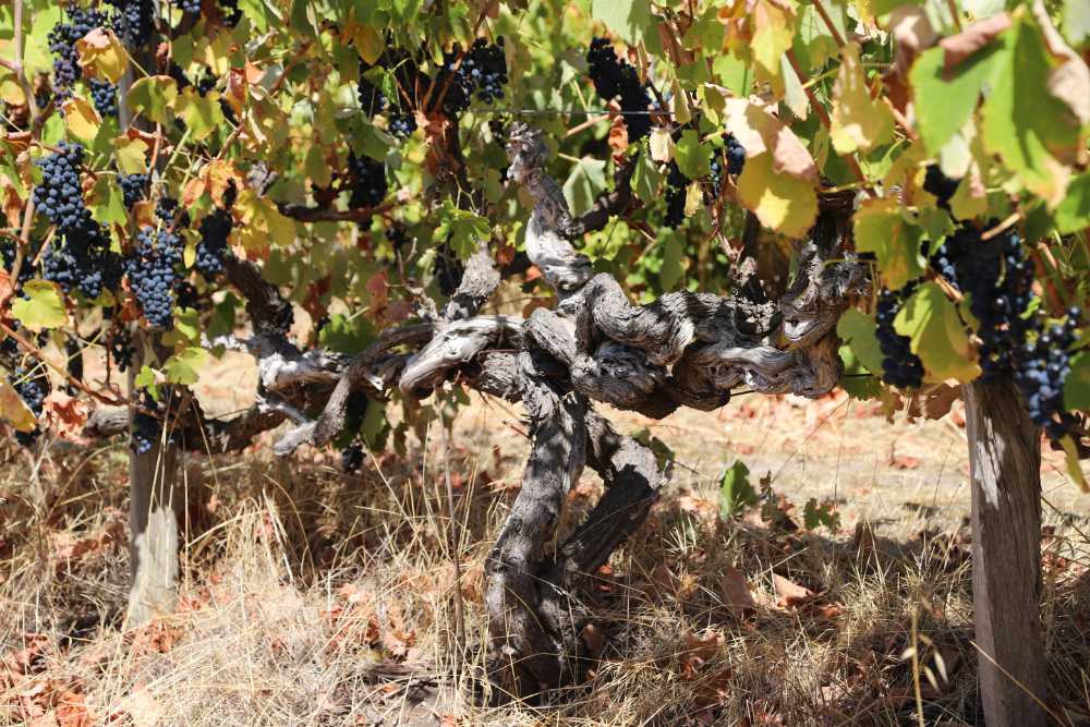 Astralis Vineyard