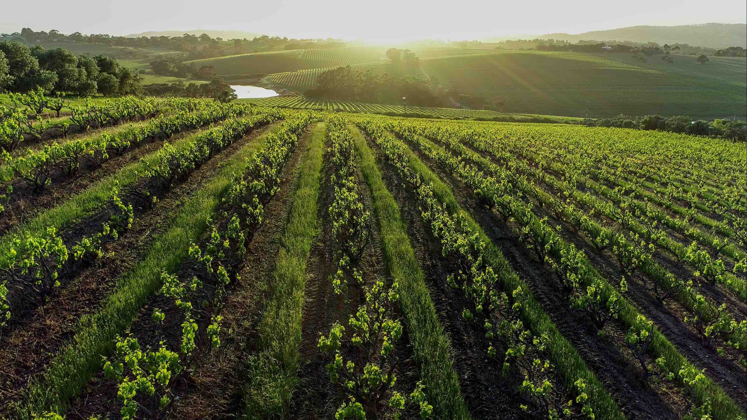 blewitt springs grenache scaled